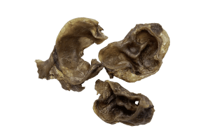 Muscheln 02 webp? i=AA