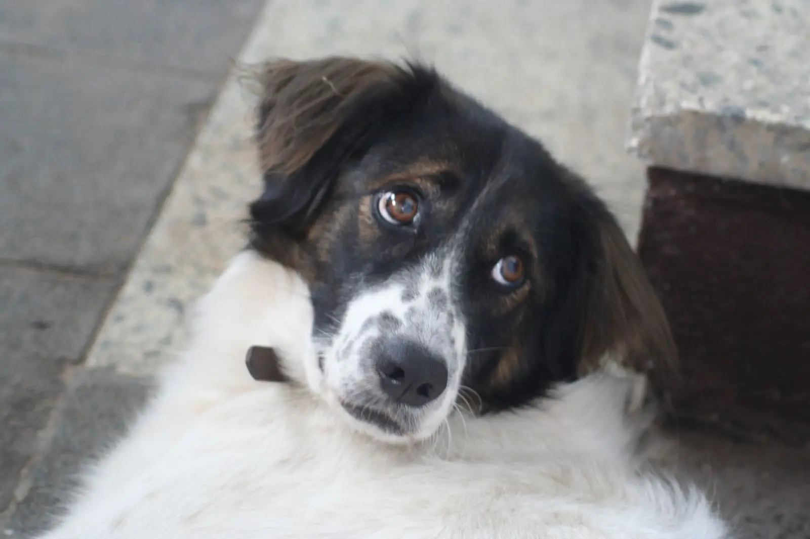 Hund