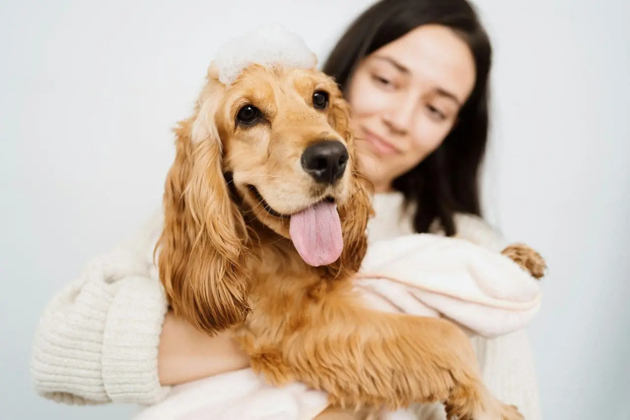 lovely woman taking care of her dog at home in the bathroom pets hygiene 1