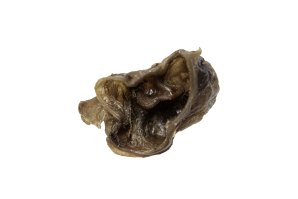 Muscheln 01 Webp? I=Aa