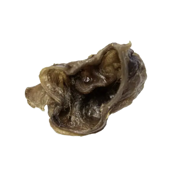 Muscheln 01 580x580