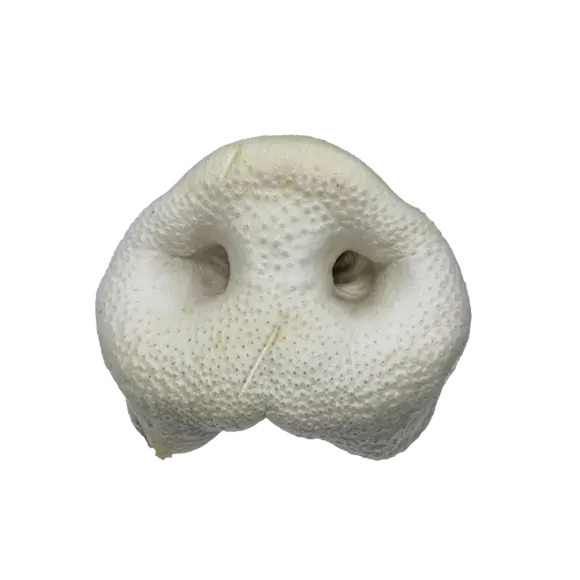 Schweinenase gepufft 01 580x580