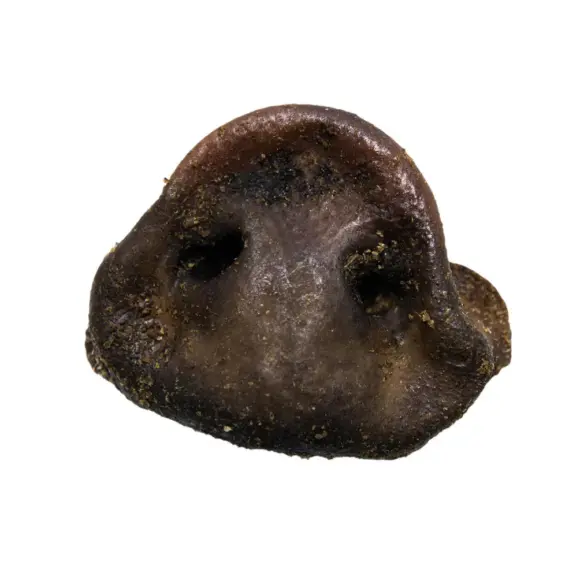 Schweinenasen 01 580x580