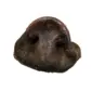 Schweinenasen 01 85x85