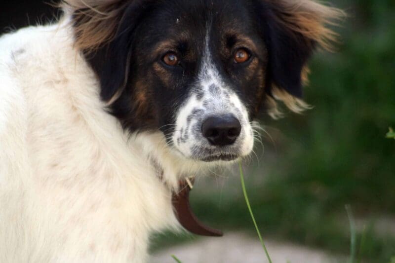 Hund