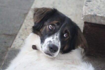 Hund