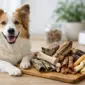 hypoallergene kauartikel hund richtig waehlen featured 85x85