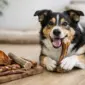 sind naturkauartikel fuer hunde sicher featured 85x85