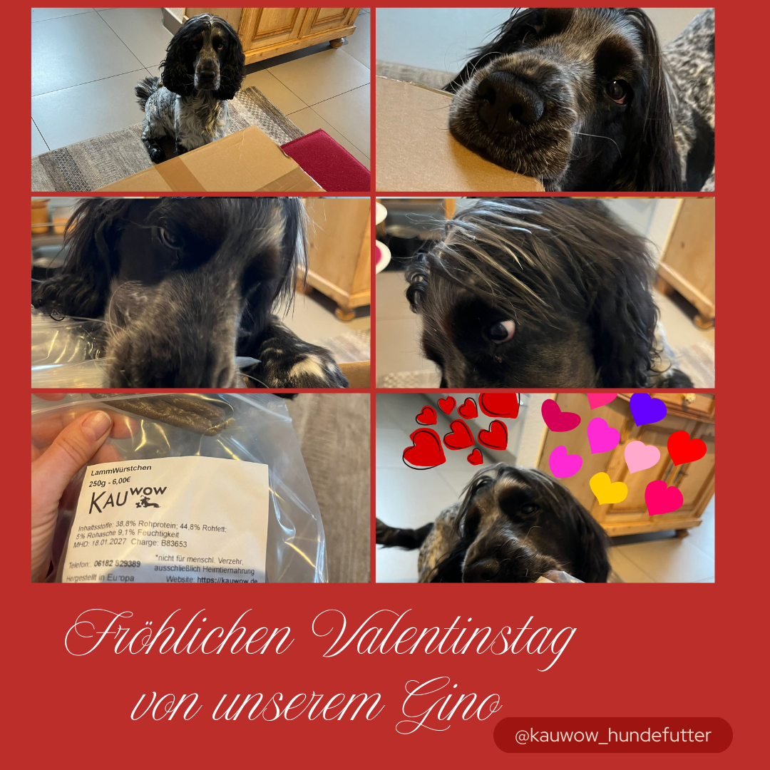 Gesunde, natürliche Kauartikel aus getrocknetem Fleisch als Geschenkidee für Hunde.