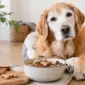 die besten snacks fuer seniorenhunde waehlen featured 85x85